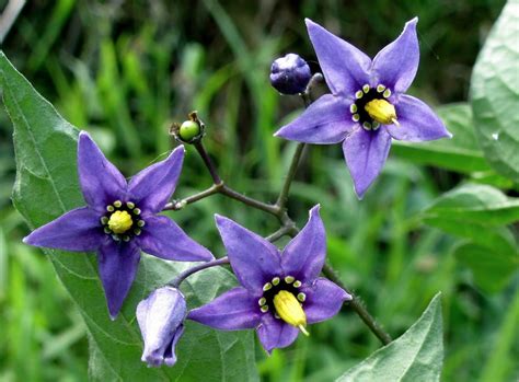 Blue Witch Nightshade: A Symbol of Mystery and Magick